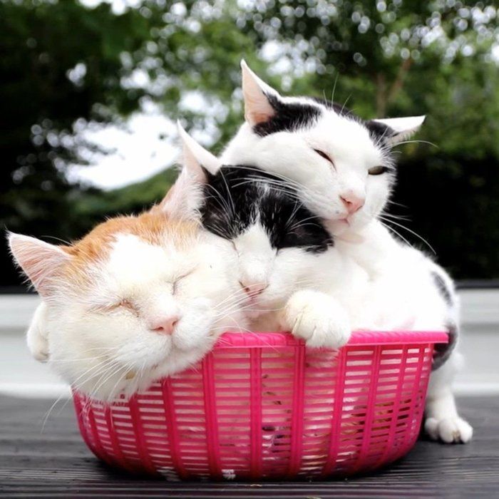 スペシャルギフト1の画像